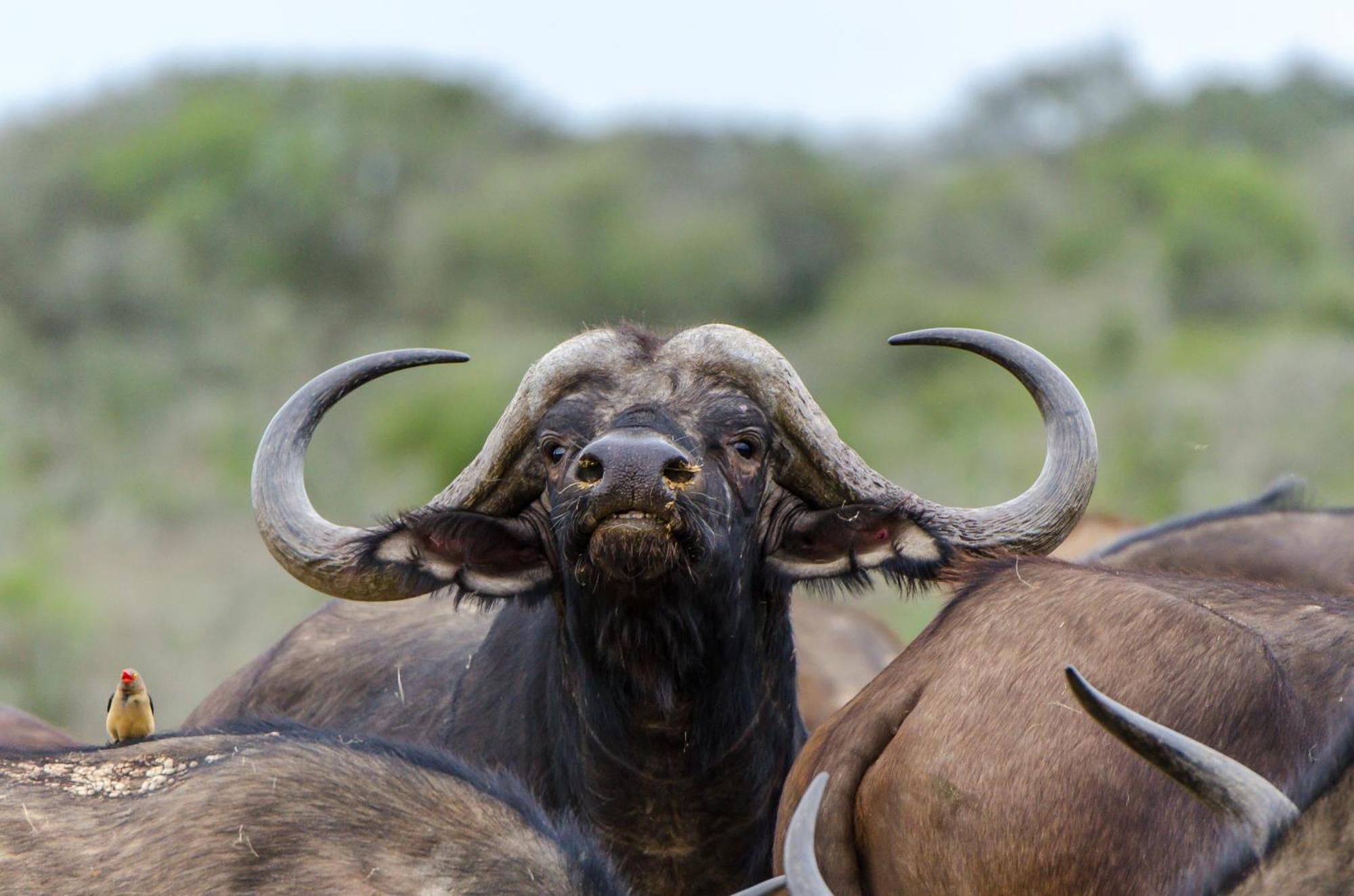 Kwandwe Private Game Reserve - Melton Manor Grahamstown Exterior foto