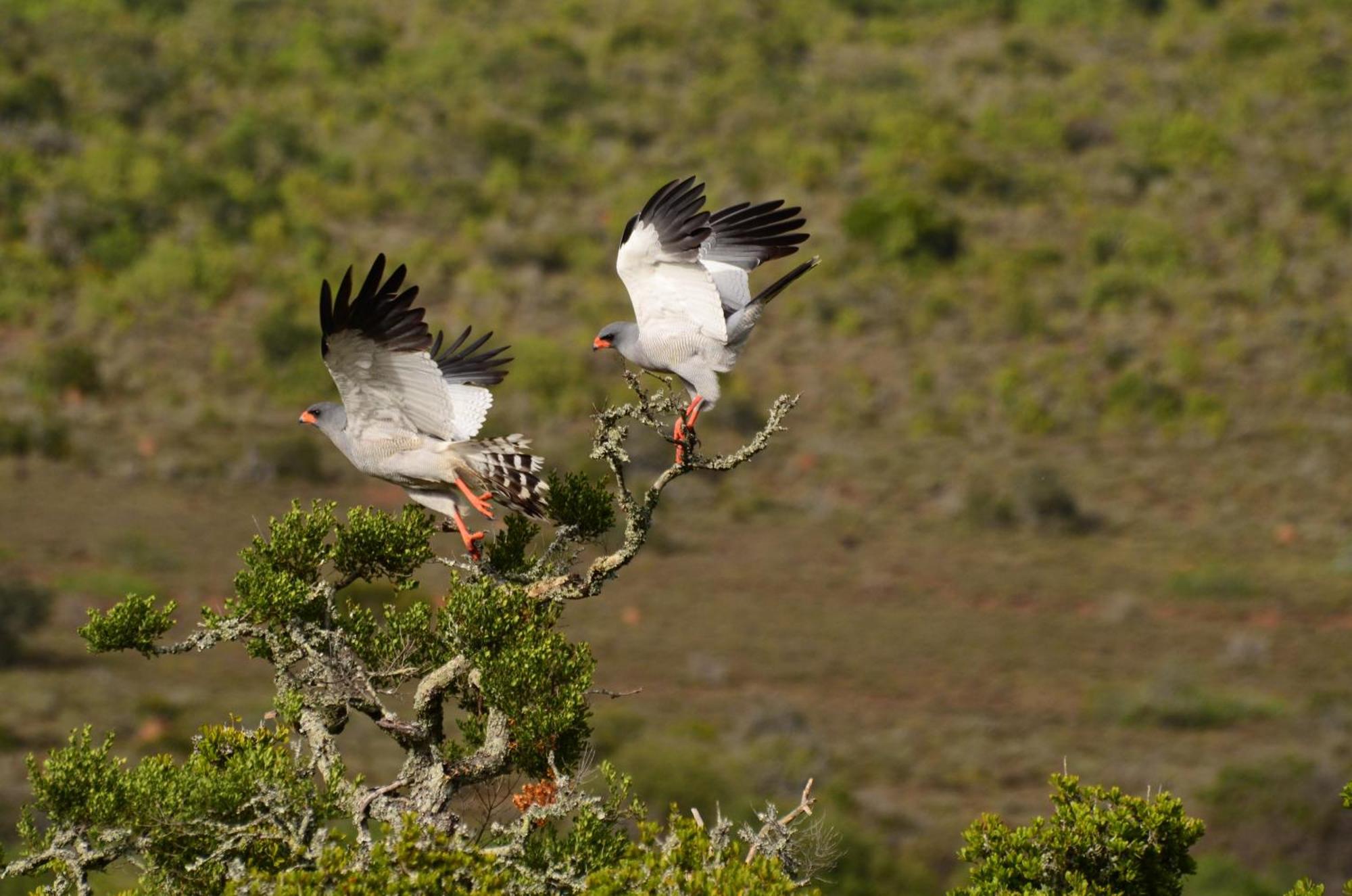Kwandwe Private Game Reserve - Melton Manor Grahamstown Exterior foto