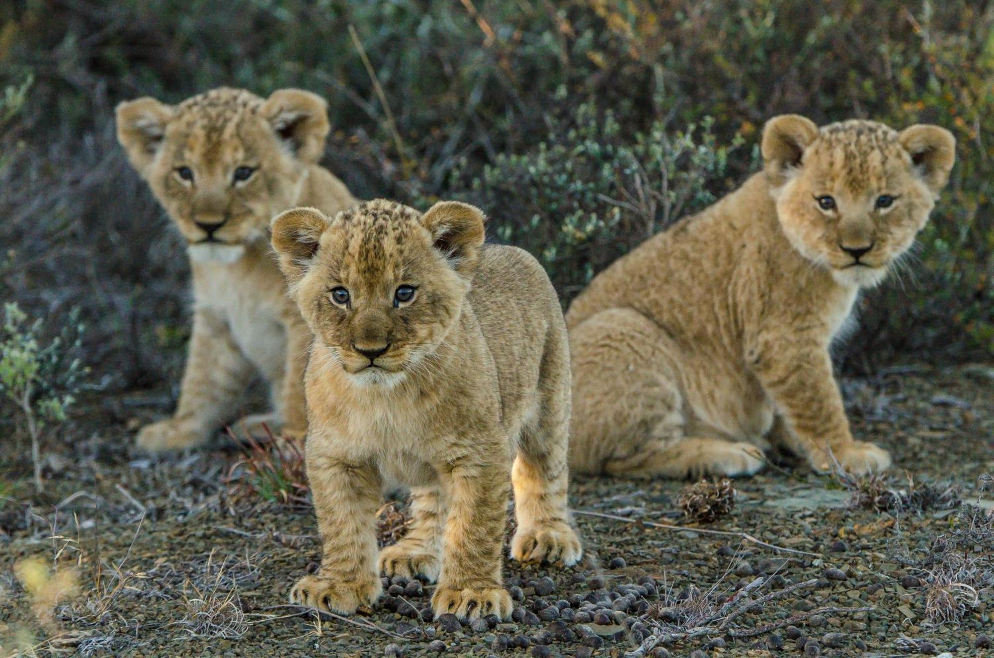 Kwandwe Private Game Reserve - Melton Manor Grahamstown Exterior foto