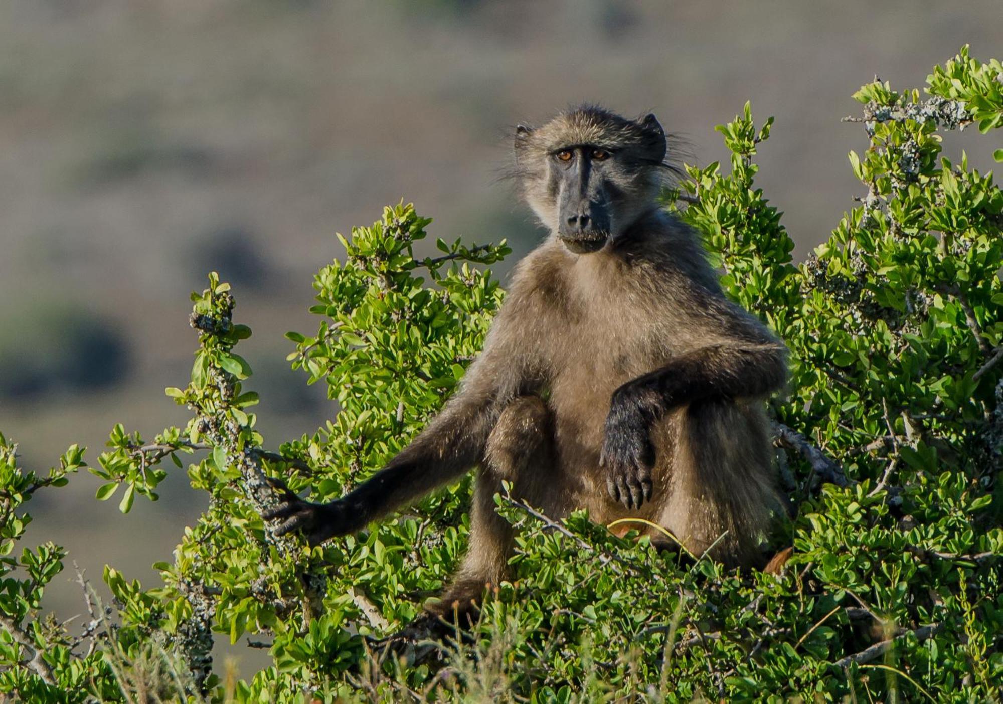 Kwandwe Private Game Reserve - Melton Manor Grahamstown Exterior foto