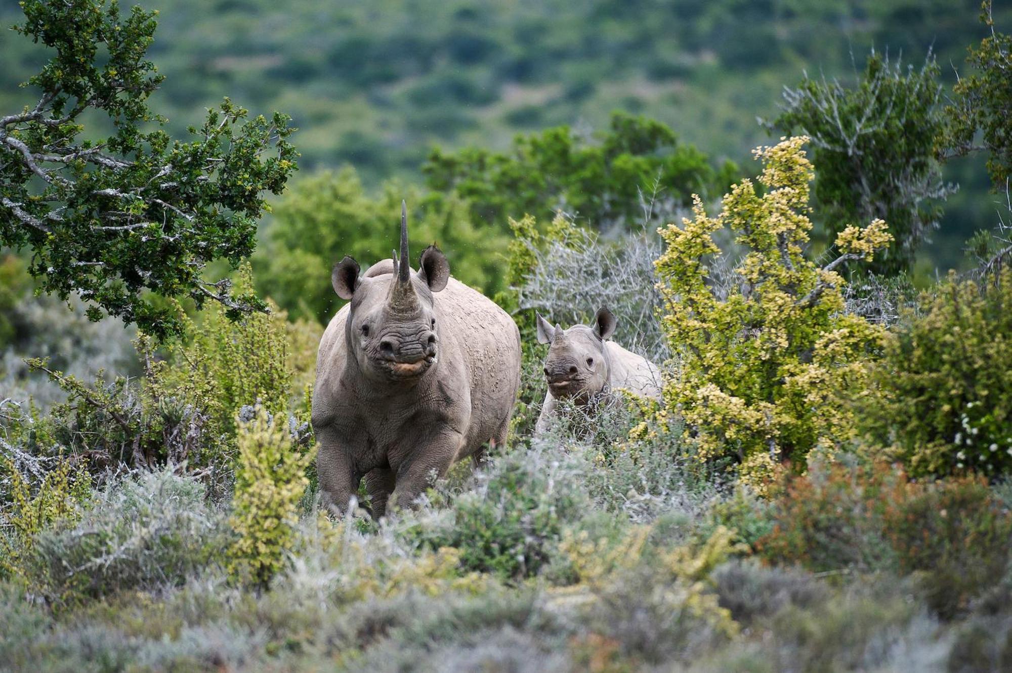Kwandwe Private Game Reserve - Melton Manor Grahamstown Exterior foto