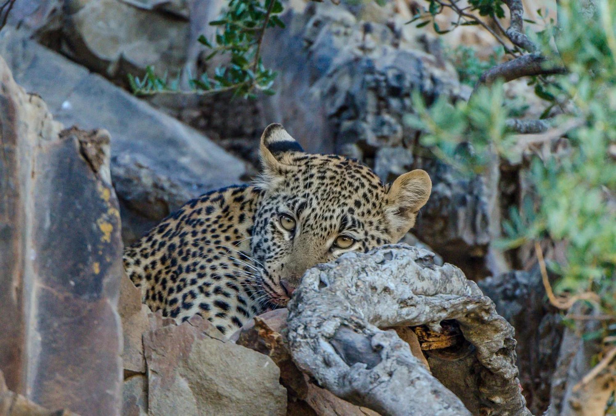 Kwandwe Private Game Reserve - Melton Manor Grahamstown Exterior foto