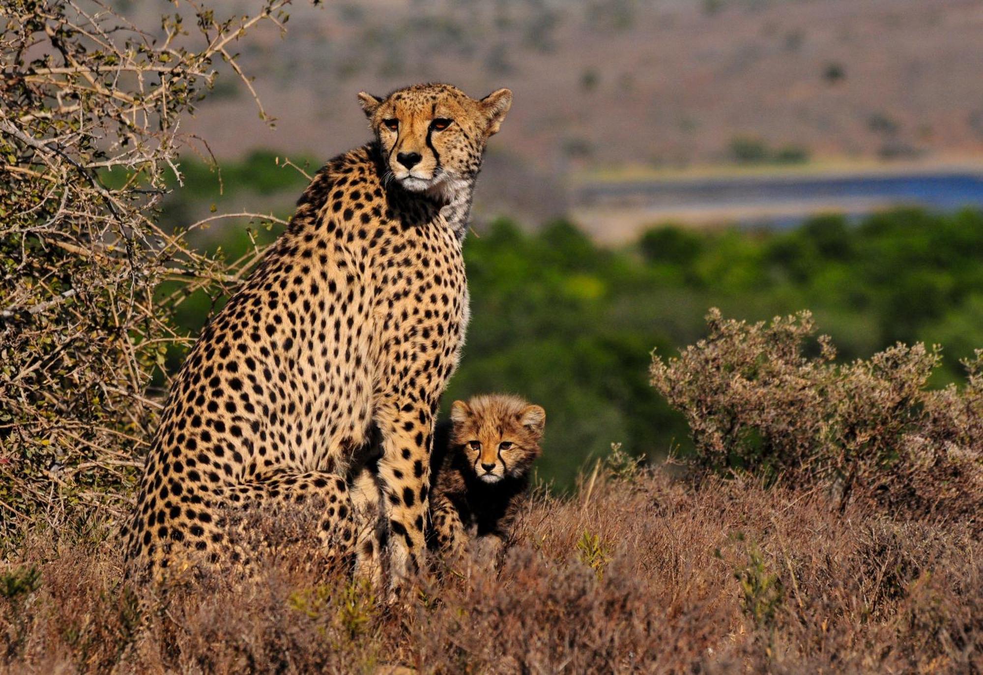 Kwandwe Private Game Reserve - Melton Manor Grahamstown Exterior foto